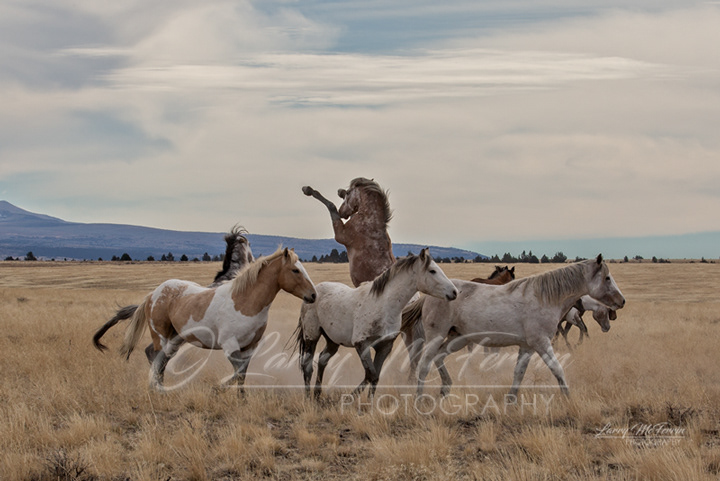 Stallions - Warm Springs HMA, Oregon - Image #1696