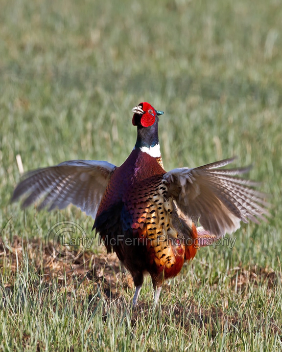Ring-necked Pheasant - Image #9249