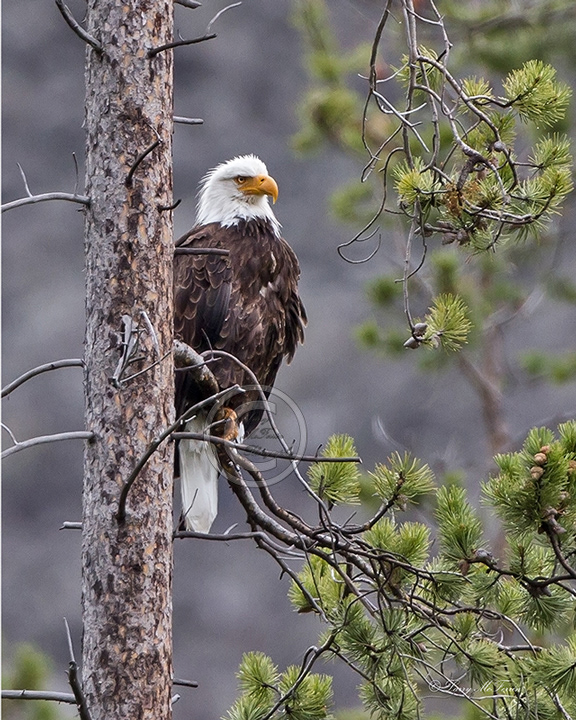 Bald Eagle - Image 1767 