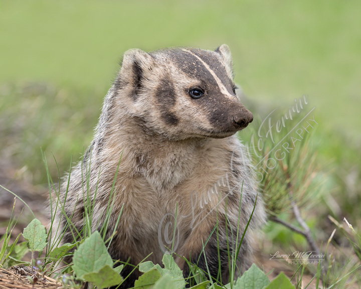 Larry McFerrin Photography - Small and Medium Mammals