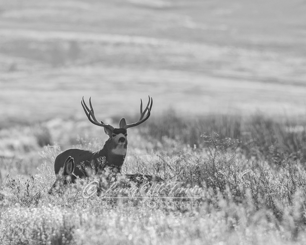 Mule Deer Buck - Image 6044