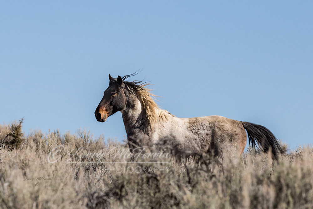 Status - S. Steens HMA Stallion - Image #3521