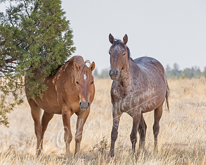 Palomino Buttes HMA, Oregon Mustangs - Image #7224