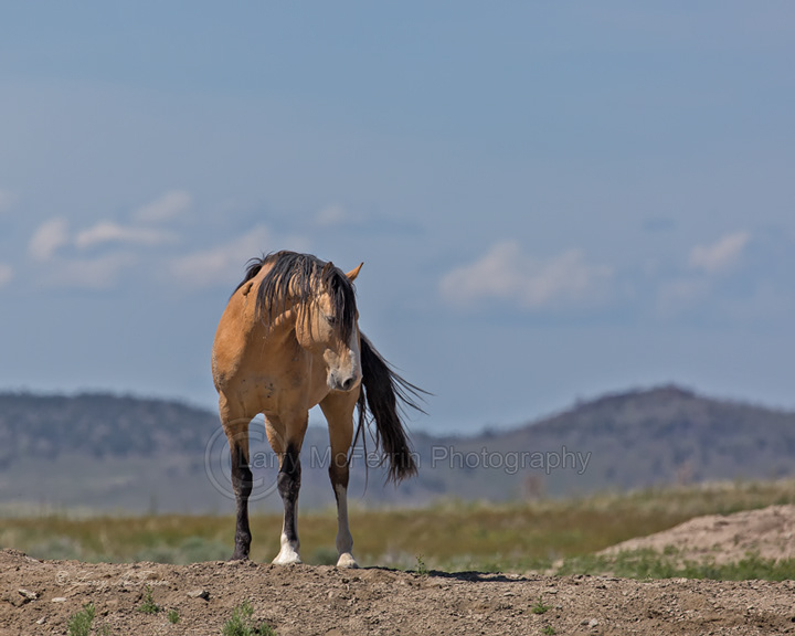 Stallion - Warm Springs HMA, Oregon - Image #6246
