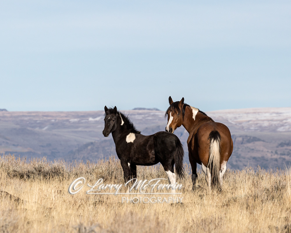 Mariah & Foal - S. Steens HMA Mustangs - Image #3543