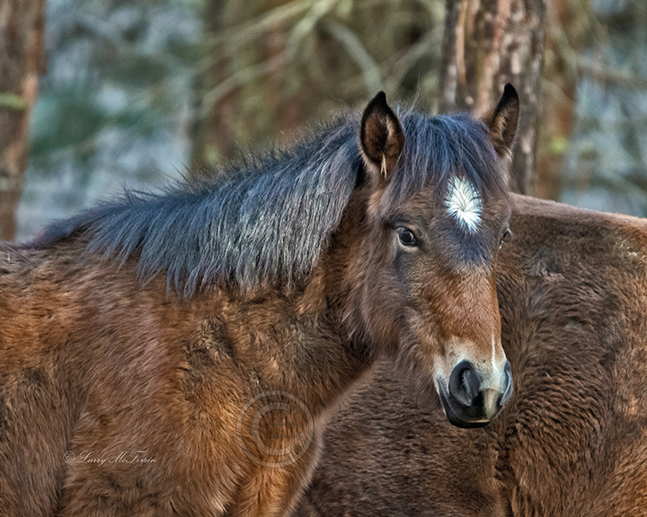 Big Summit Territory Wild Foal - Image #0369