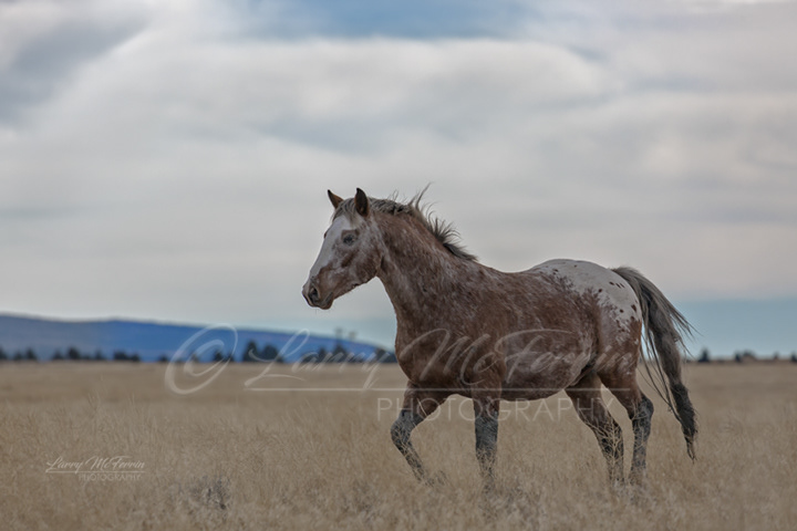 Stallion - Warm Springs HMA, Oregon - Image #1635