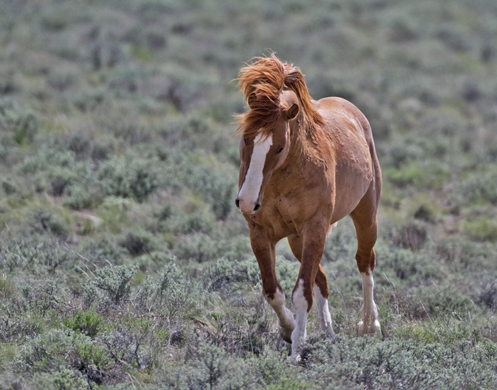 Palomino Buttes HMA, Oregon Stallion - Image #7734
