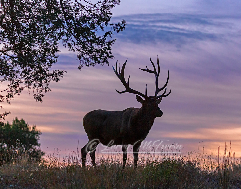 Montana Bull Elk - Image 9390
