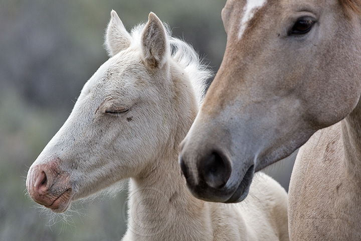 Palomino Buttes HMA, Oregon Mare & Colt - Image #7462
