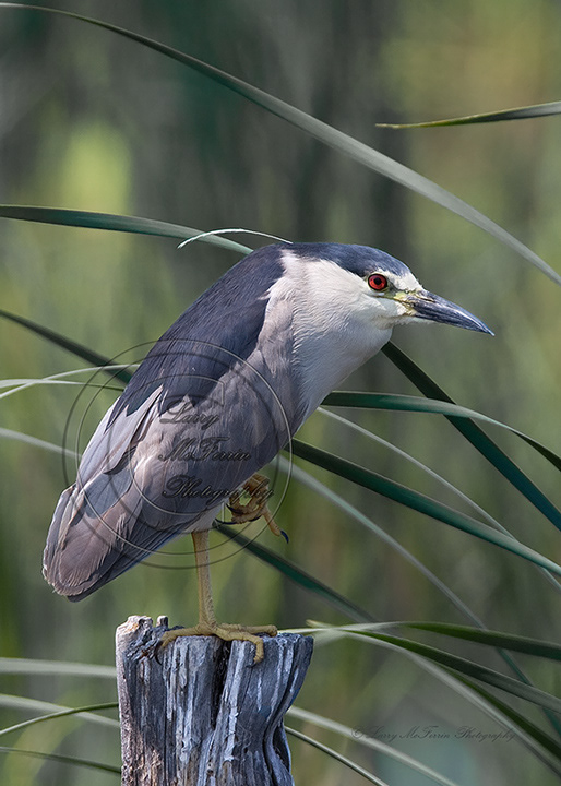 Black-crowned Night-Heron - Image 7280