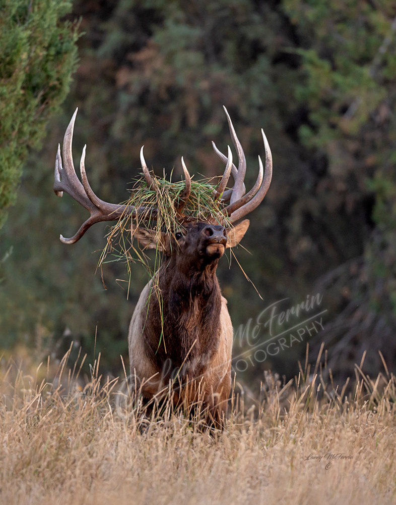 Montana Bull Elk - Image 5412