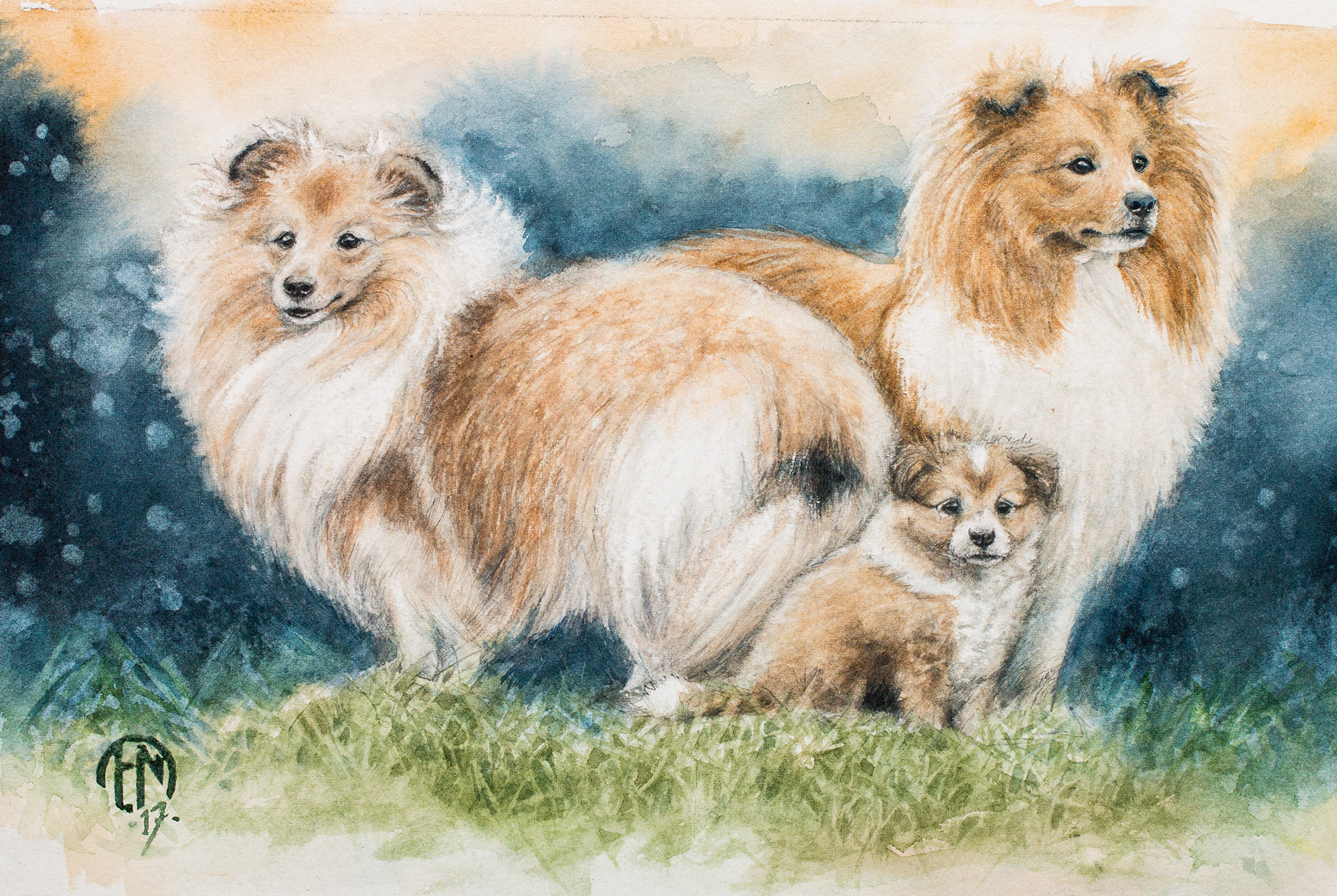 Shetland sheepdogs (Shelties)