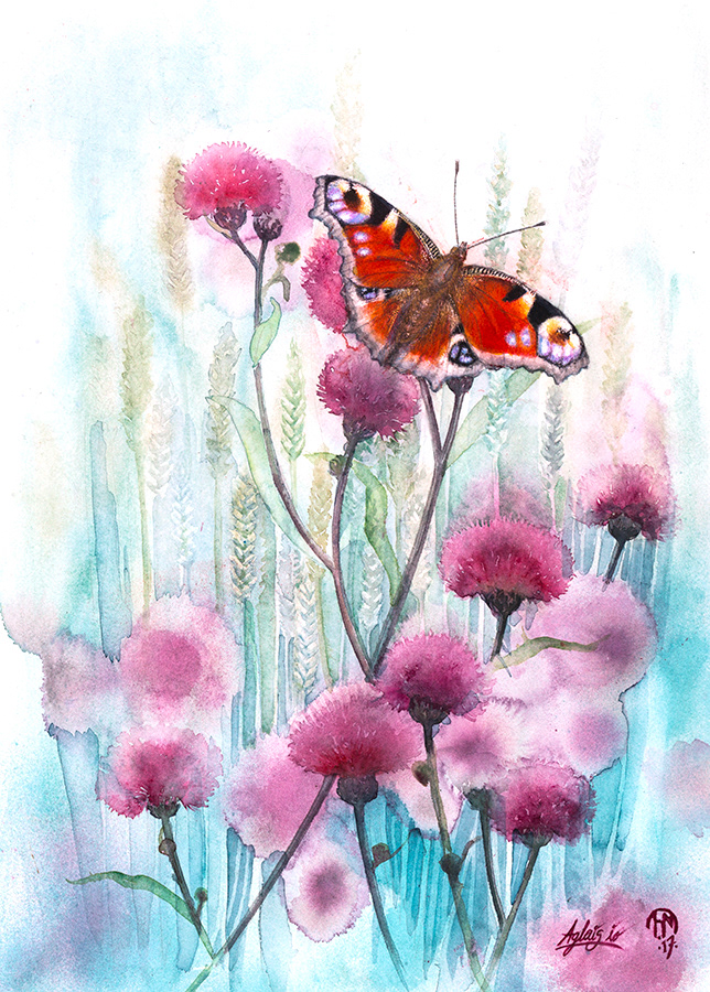 Peacock butterfly | Påfågelöga | Inachis io