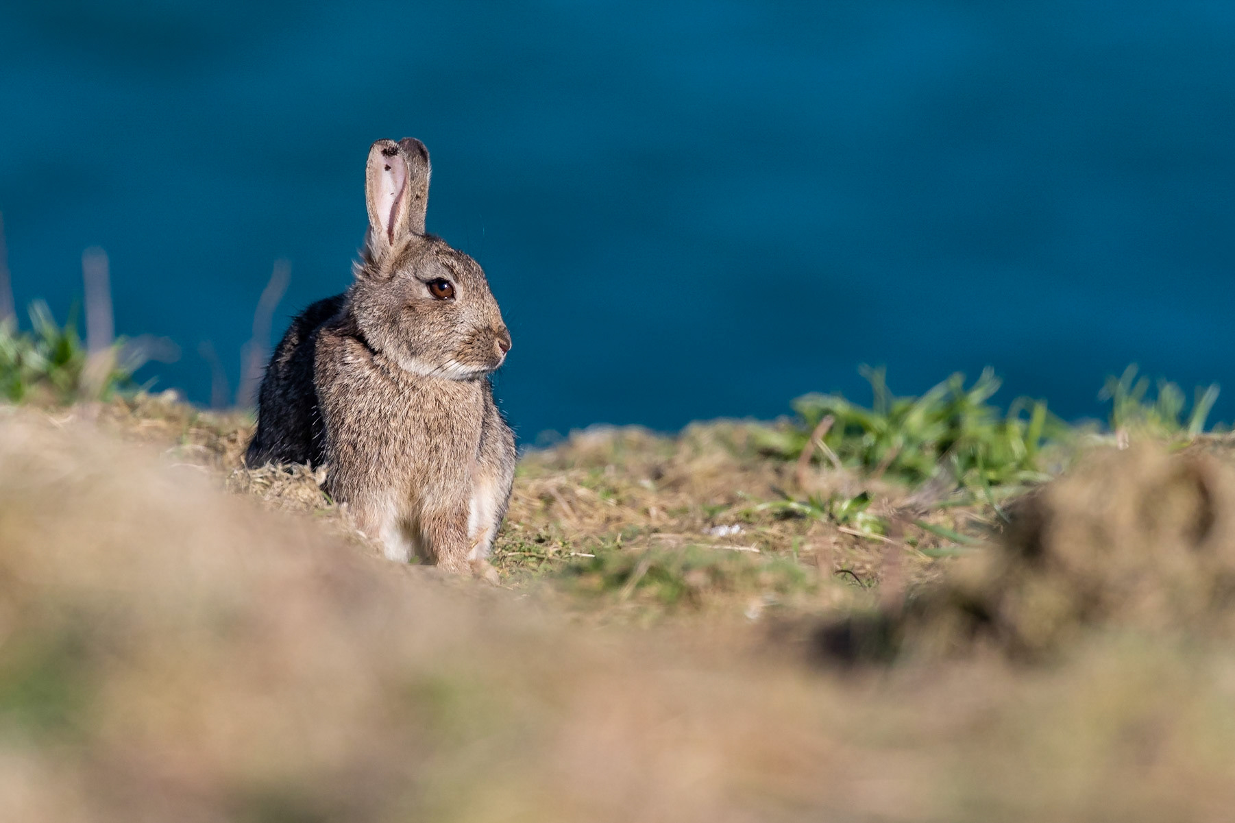 Skomer Rabbit