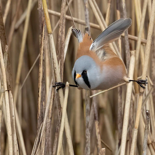 Bearded Tit