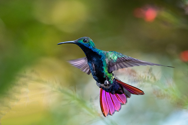 Chelsea Sampson Photographer - Hummingbirds of Trinidad and Tobago