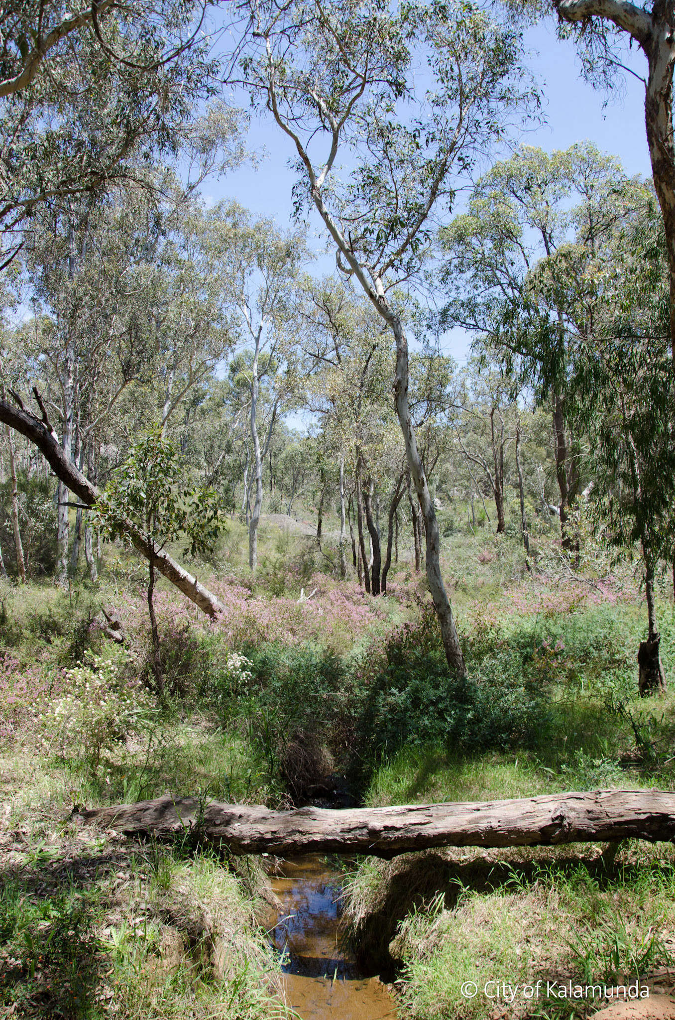 Piesse Brook