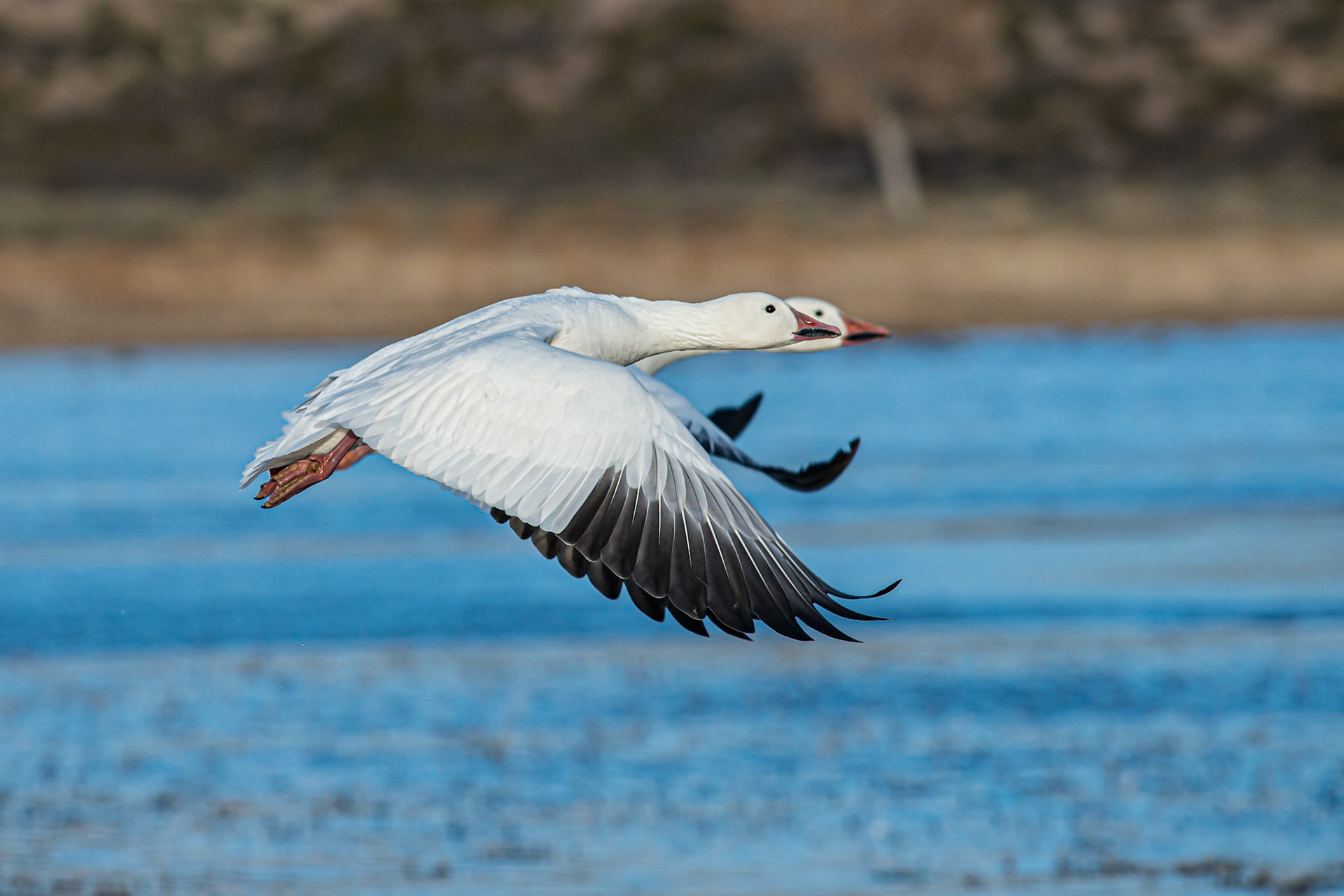 Snow Geese