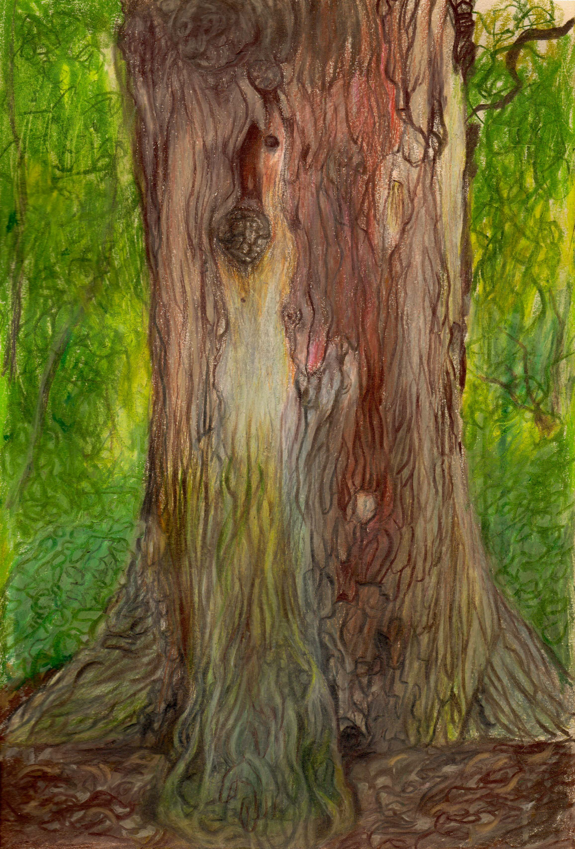 Oak Tree