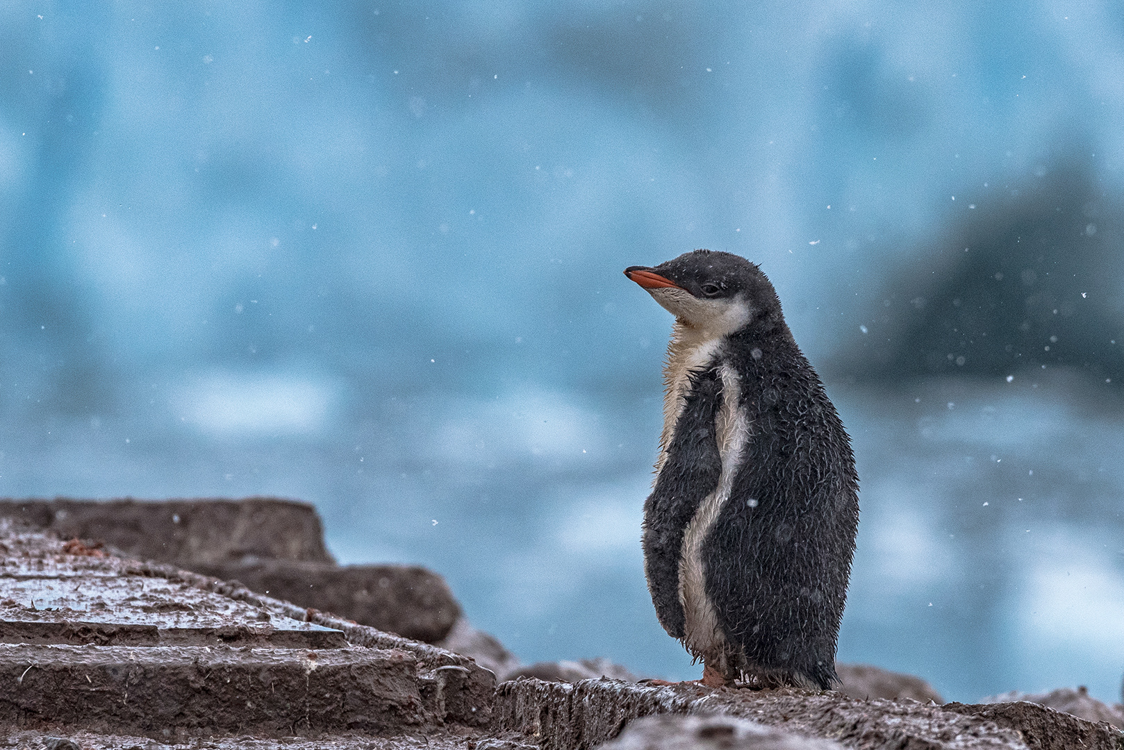 Gentoo penguin at Neko Harbour, Antarctica