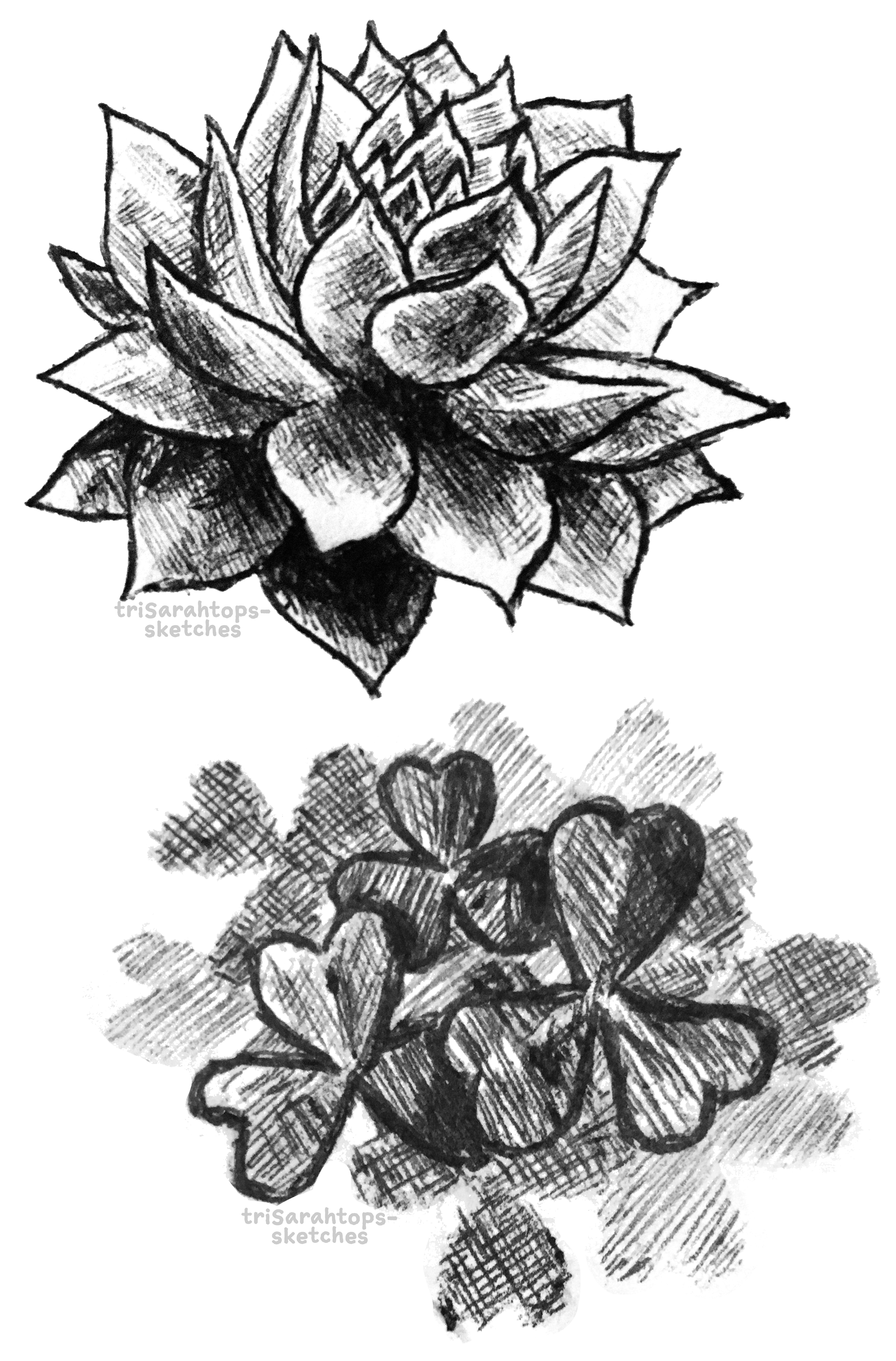 Plants; Ink
