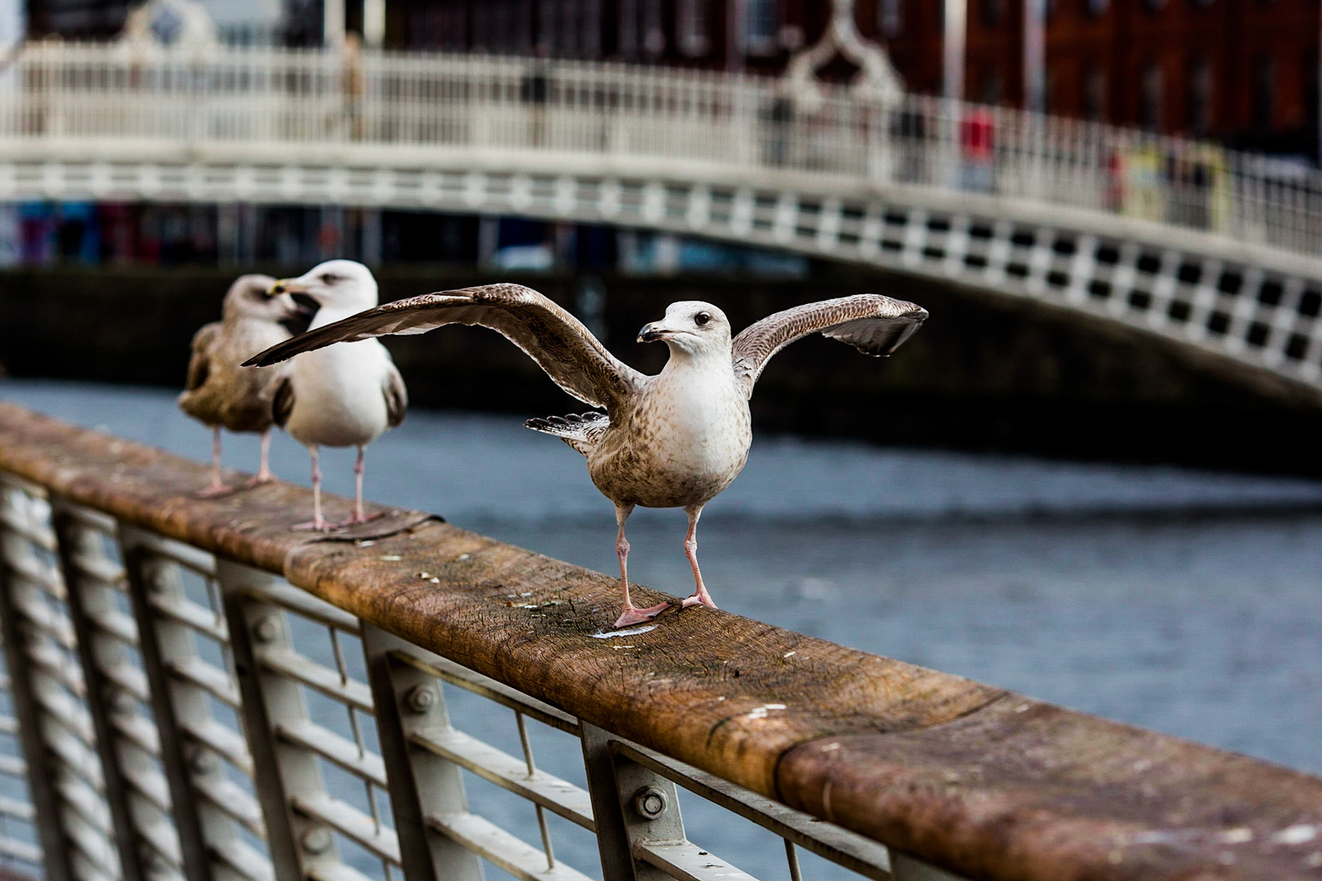 Segulls in Dublin near the Ha'penny Bridge