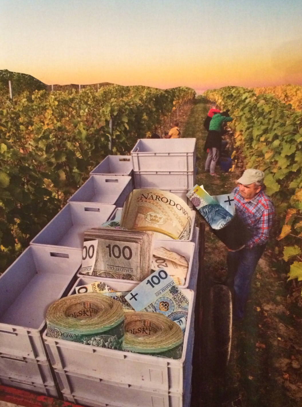 Udane zbiory / Successful harvest (2015)