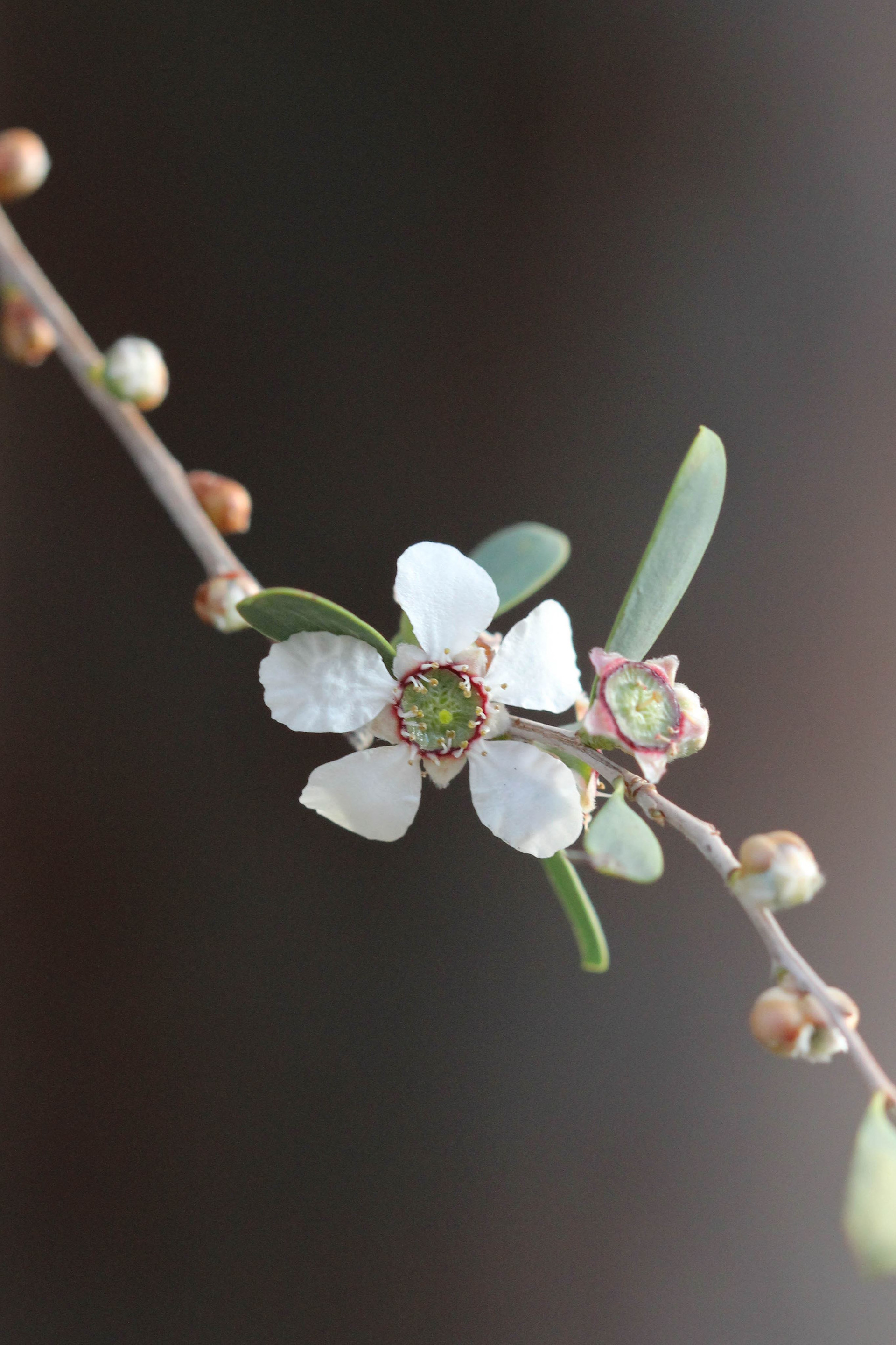 Waxflower, 2018