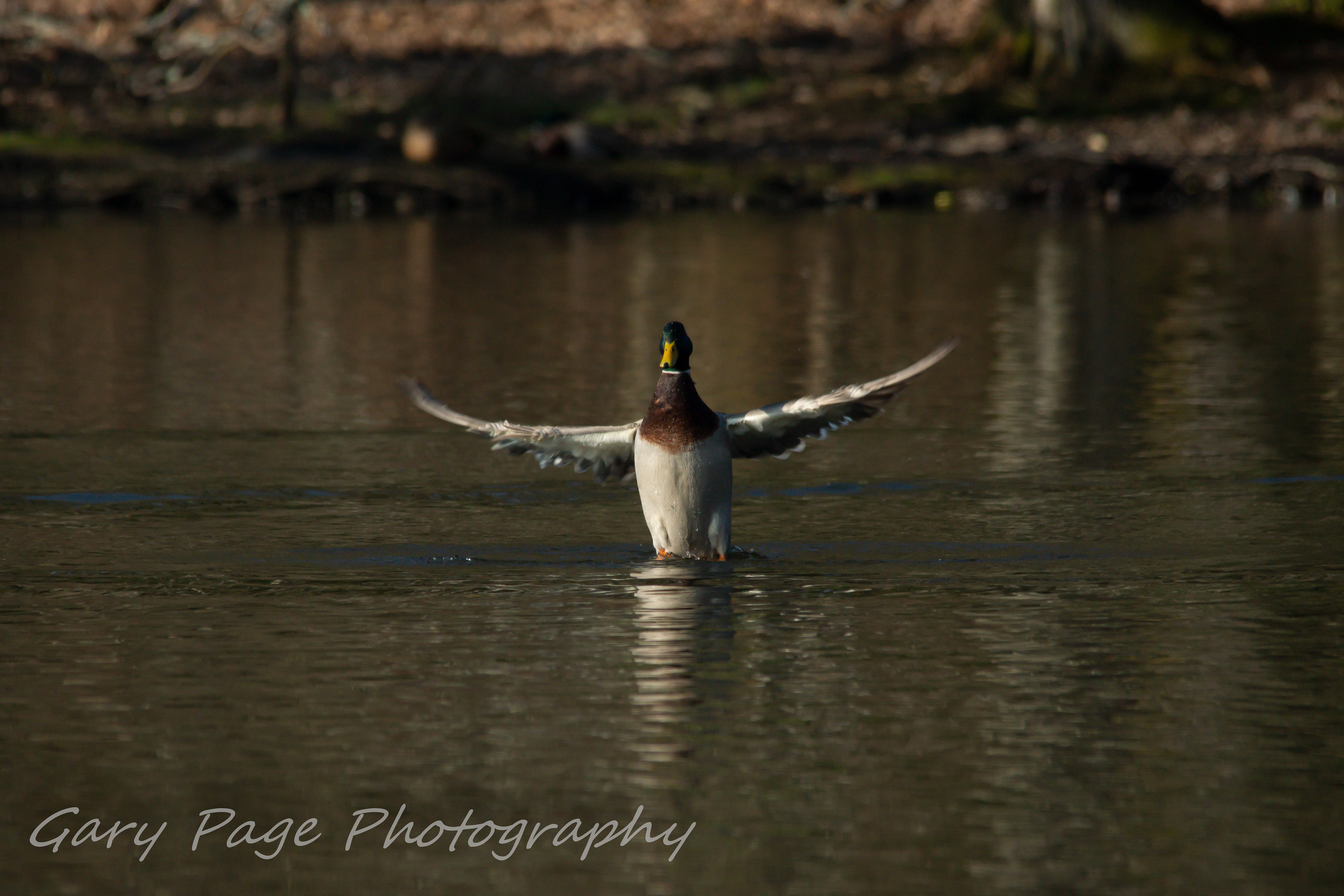 Male mallard stretching his wings