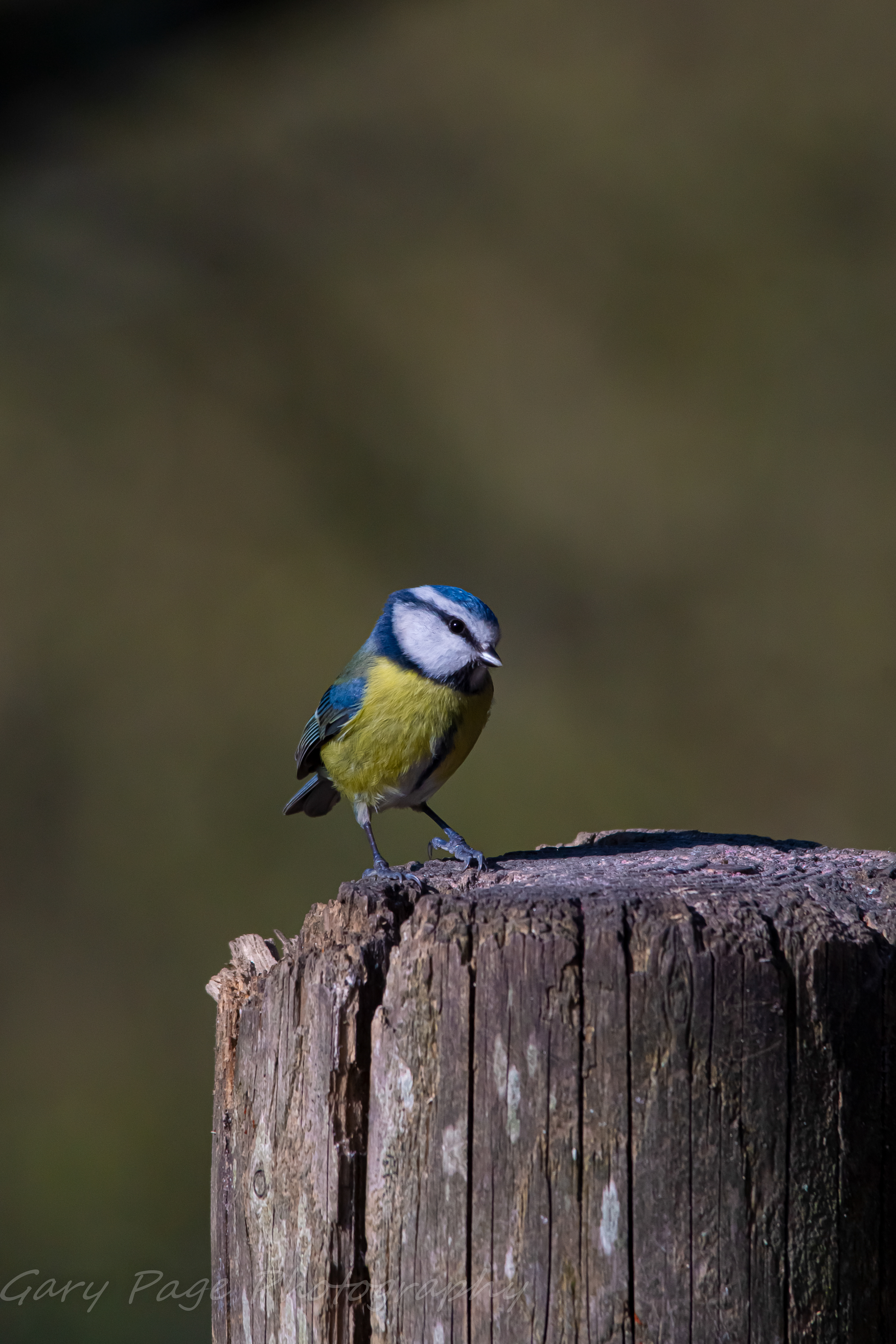 A poser of a Bluetit