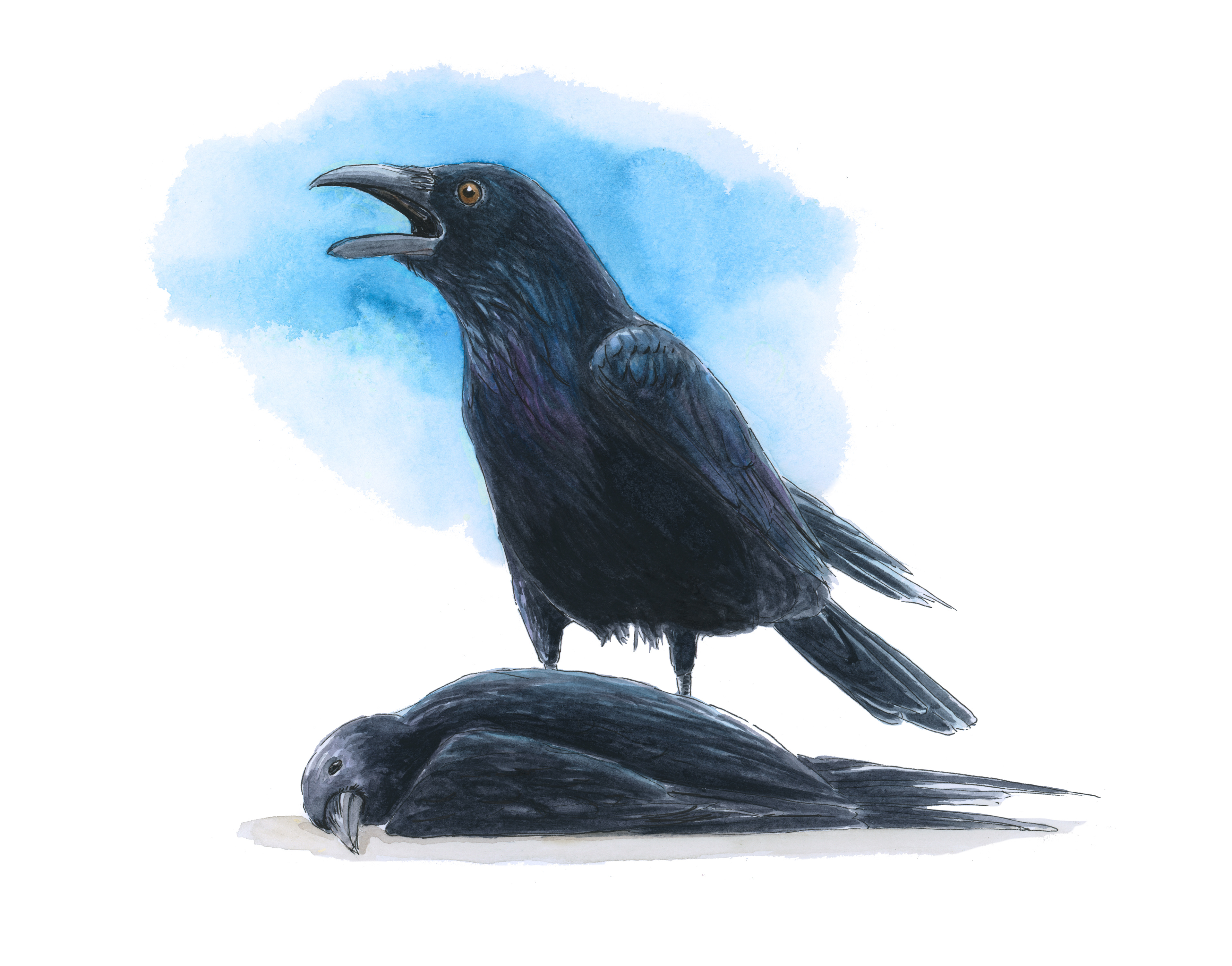 Mourning Crow