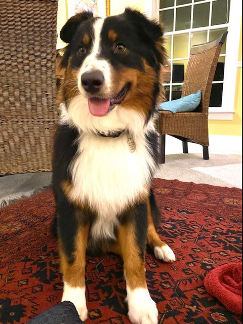 Bodie (Reggie) in Troy, AL
