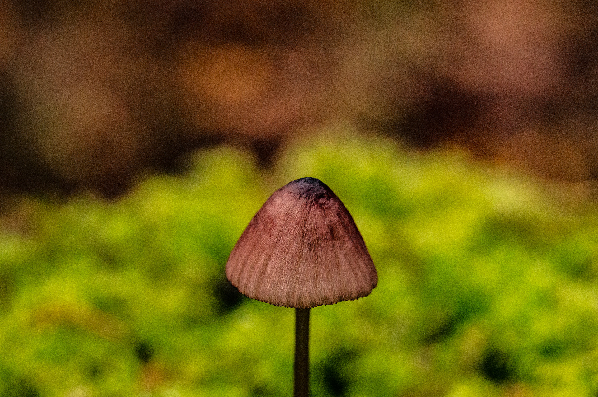 Detail of a mushroom, Hoffman Hill Trail, Dupont, WA