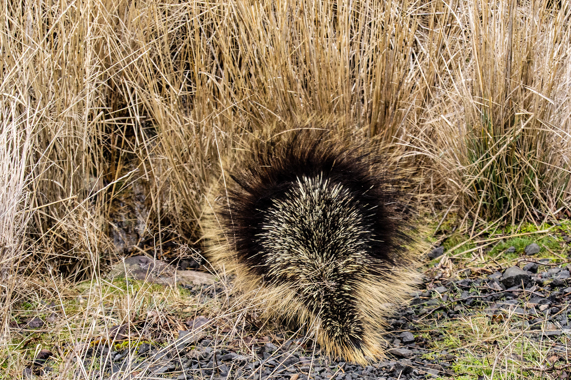 A porcupine retreats toward burrow, Swale Canyon Trail, Klickitat County, WA
