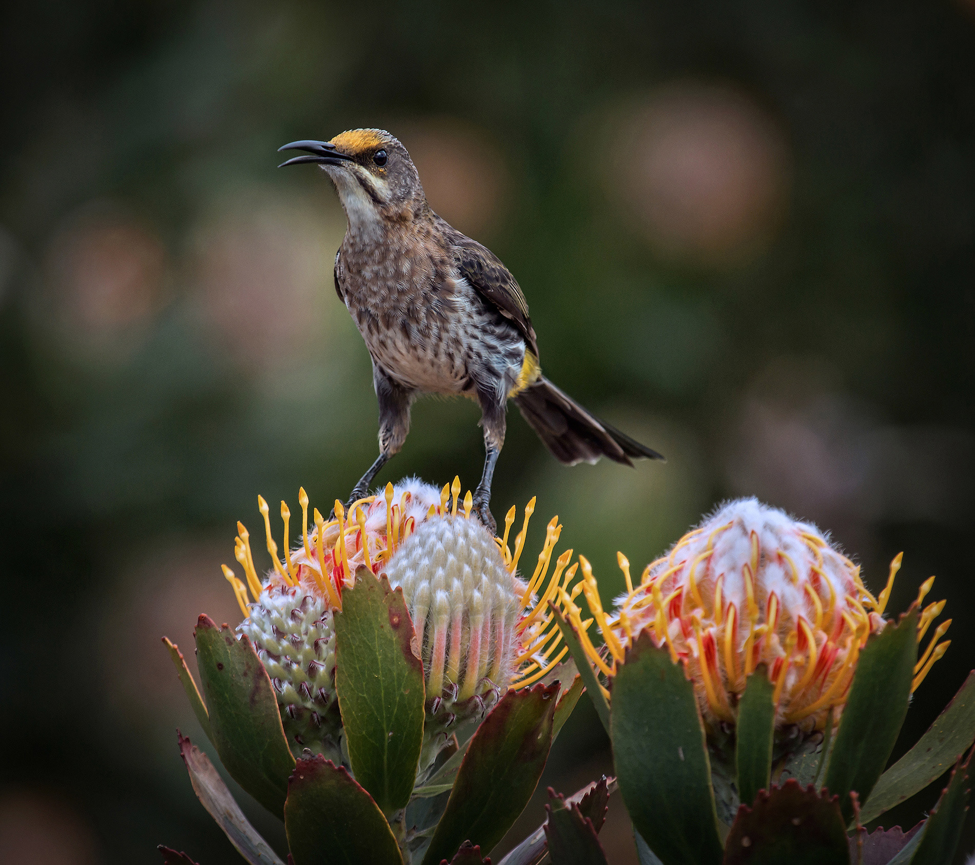 Alan Jones Photography - Birds of the Western Cape 2