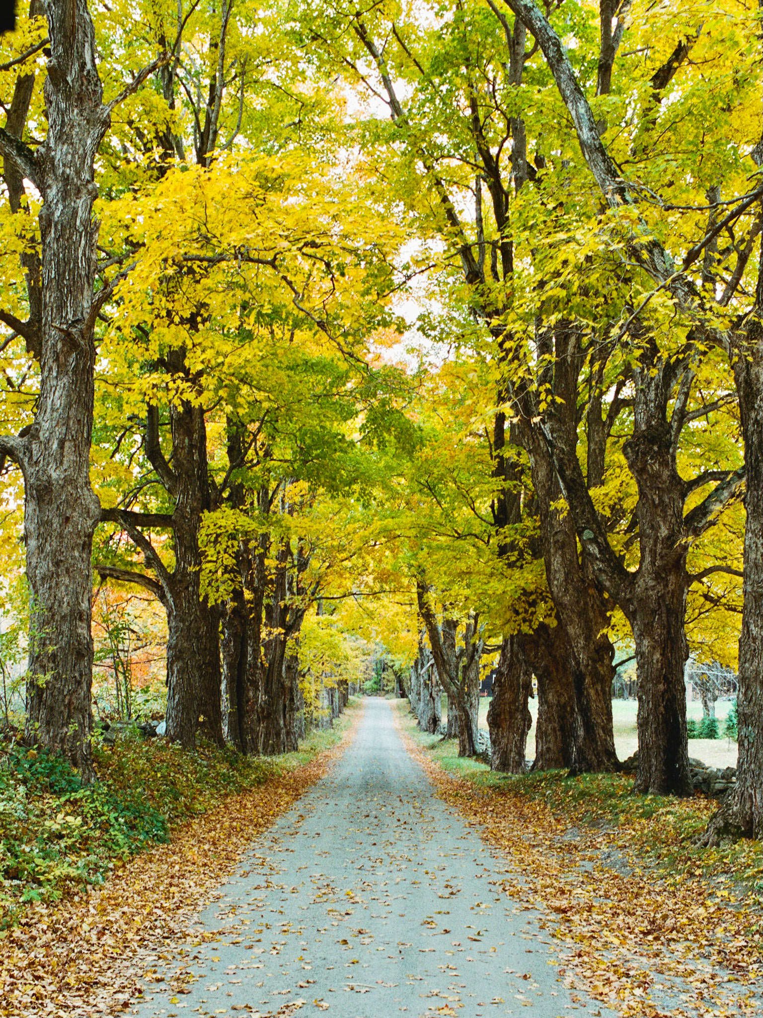 Maple
