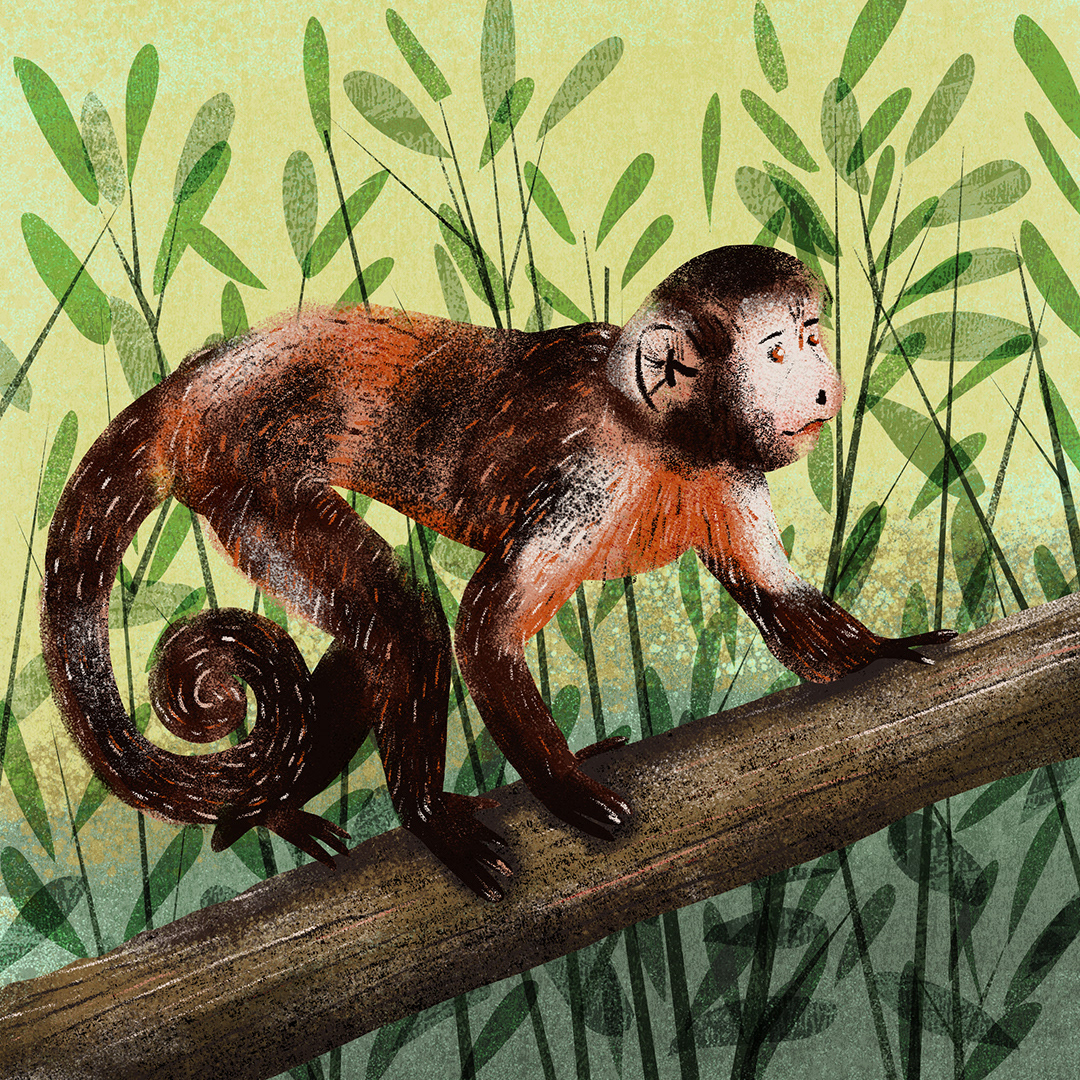 Monkey