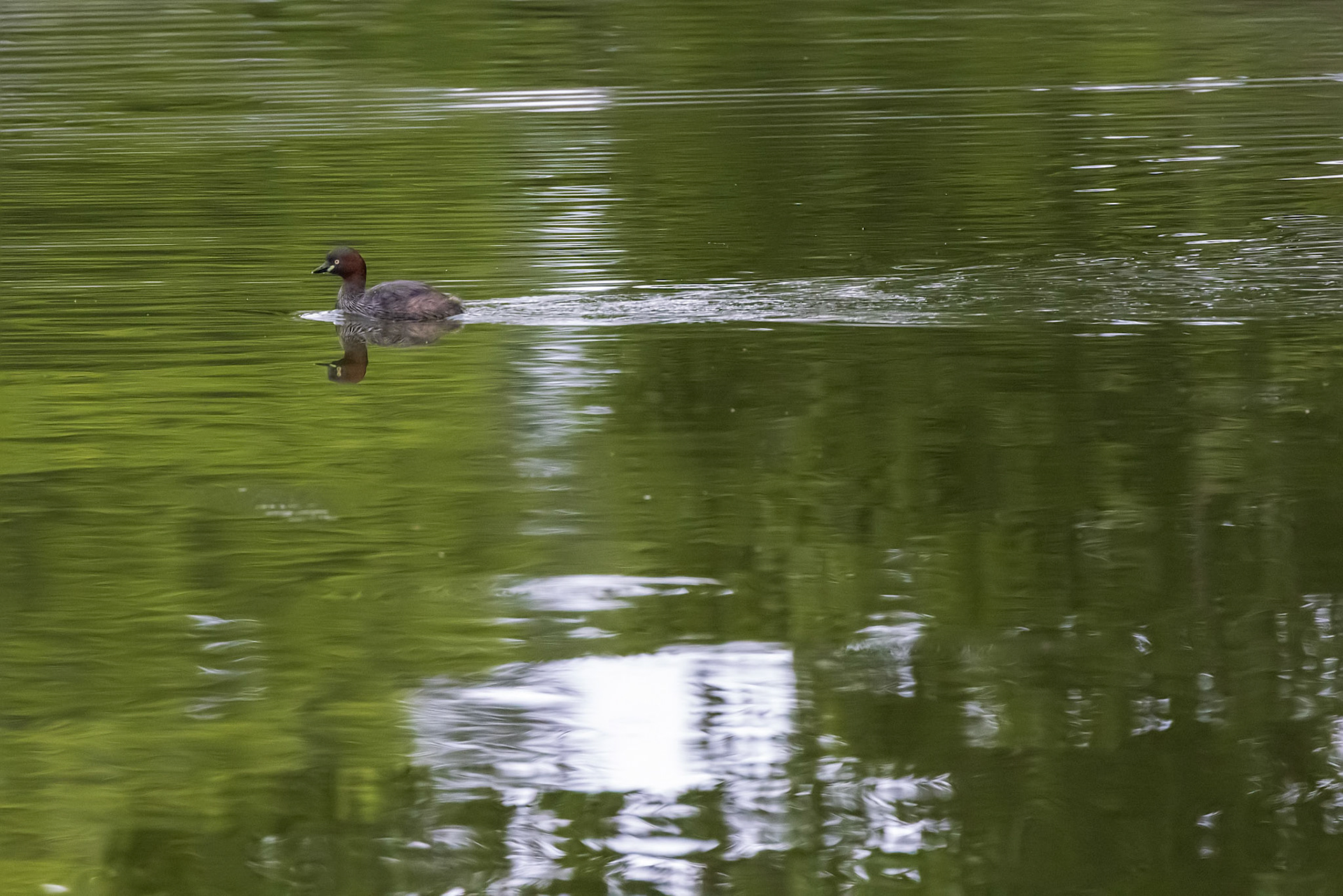カイツブリ 薬師池公園