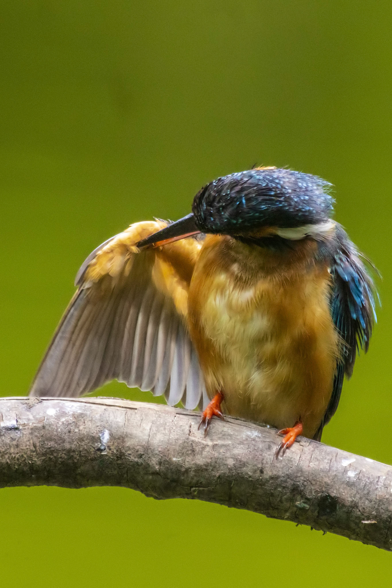 カワセミ メス kingfisher 薬師池公園