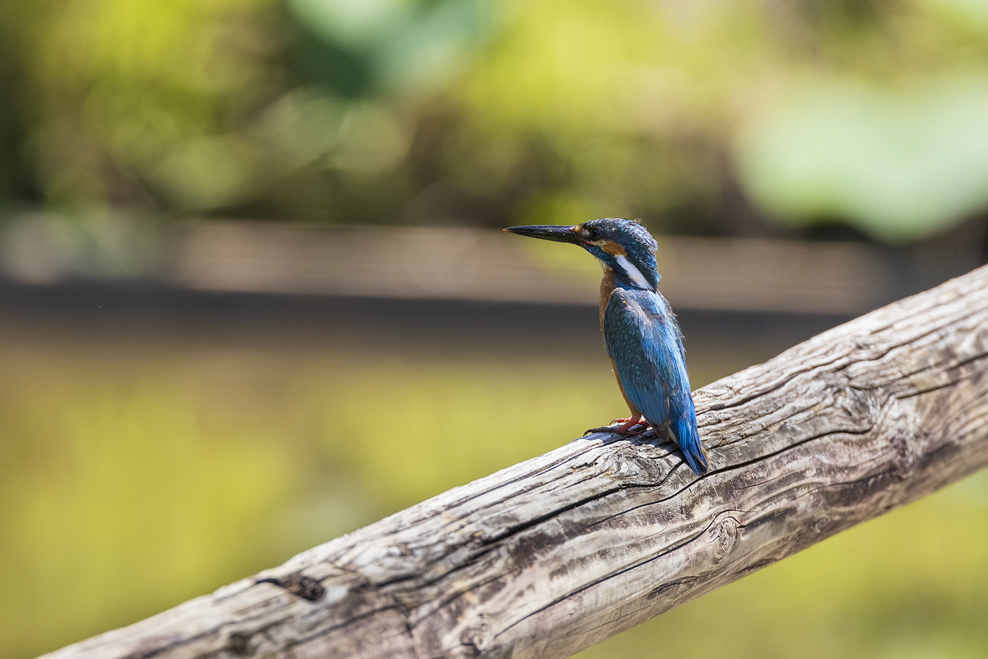 カワセミ オス kingfisher 薬師池公園