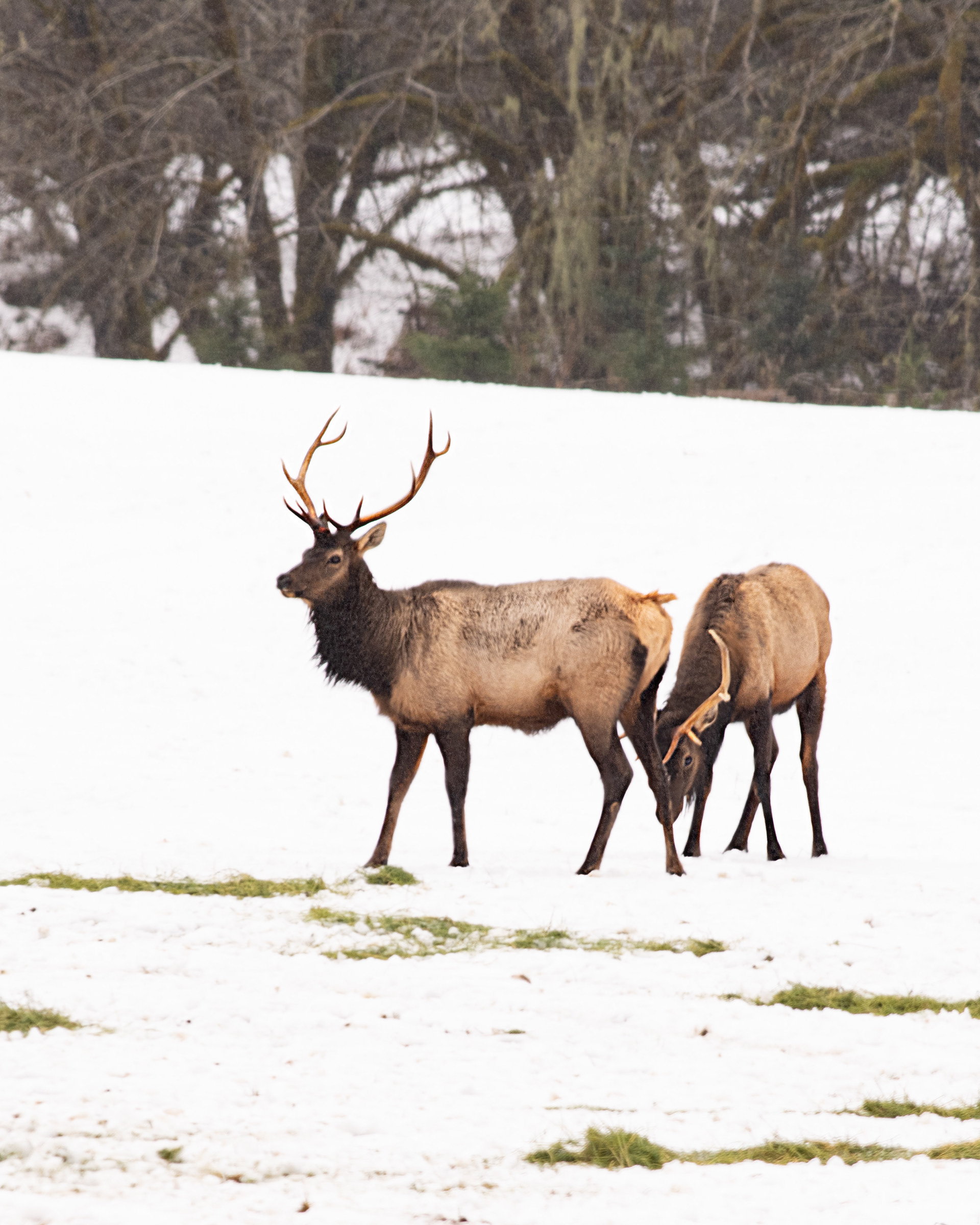 Winter Elk Oregon