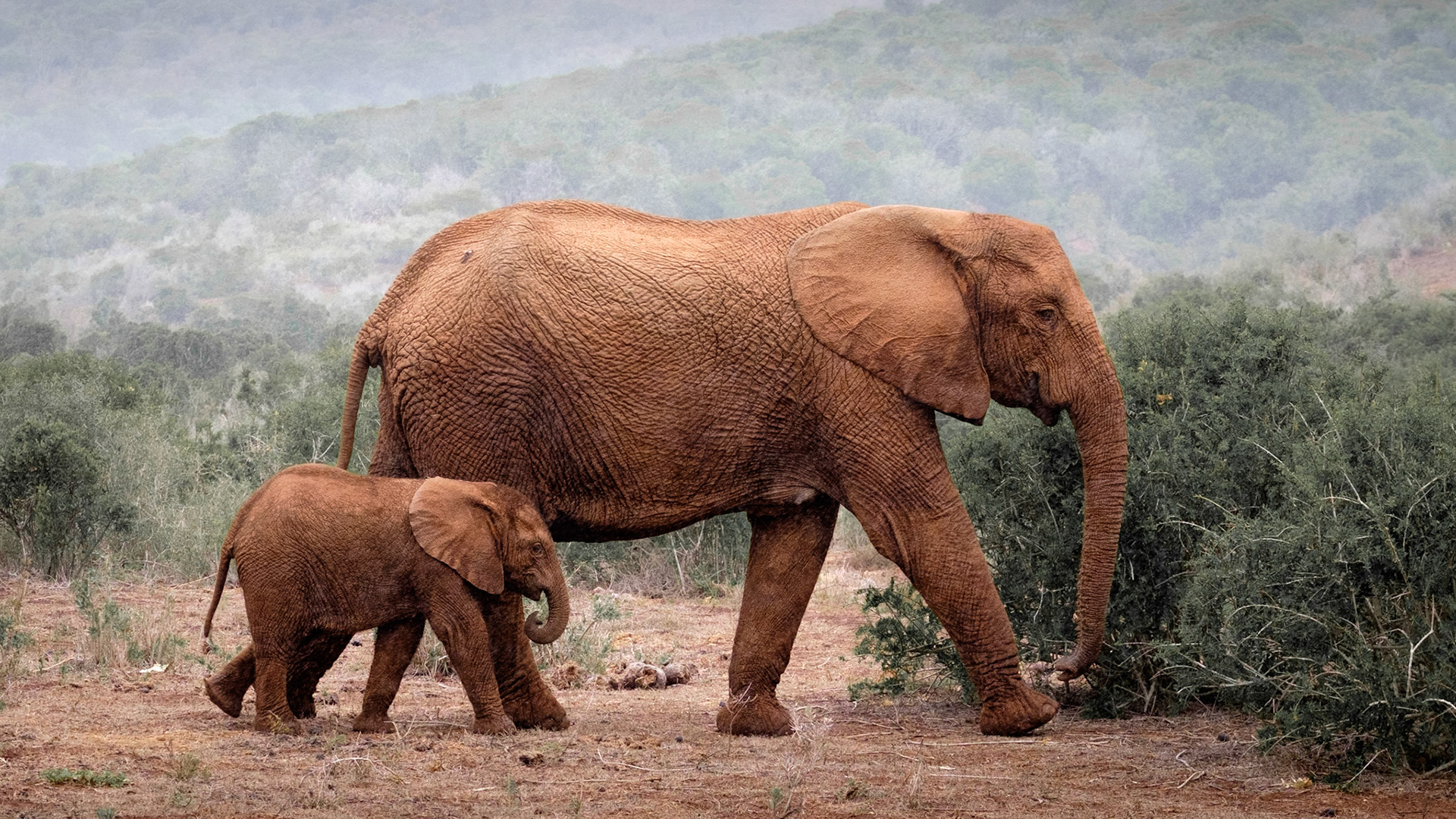 Addo Elephant NP / South Africa