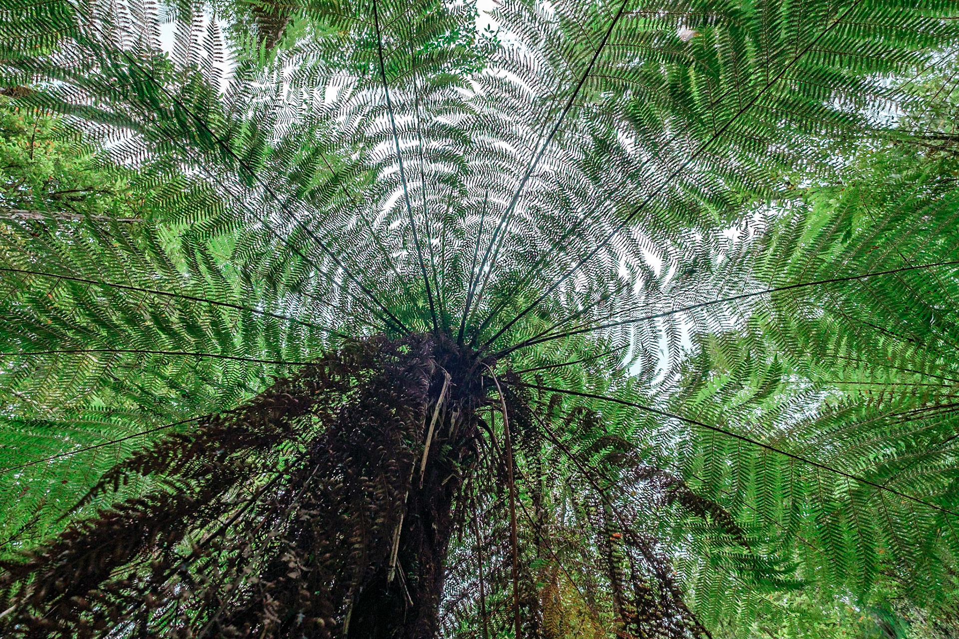 lake matheson walk