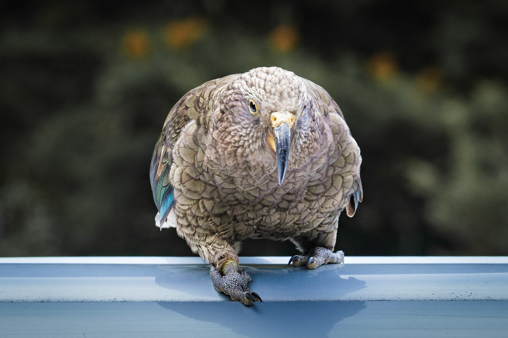 kea on the camper roof