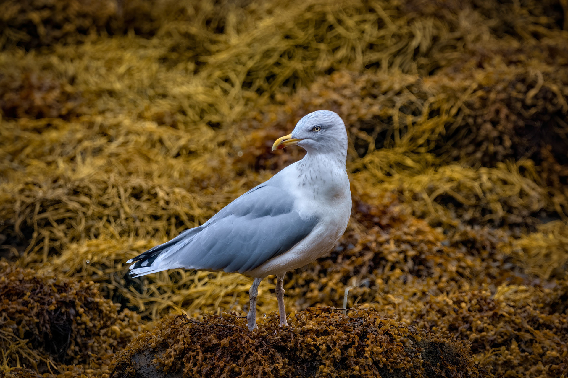 Henry Heron Gull