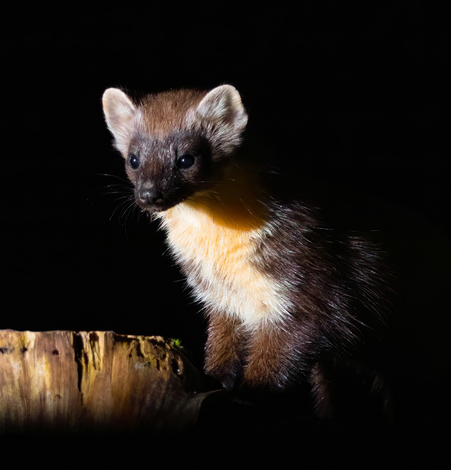 Pine Martin 1.CR2