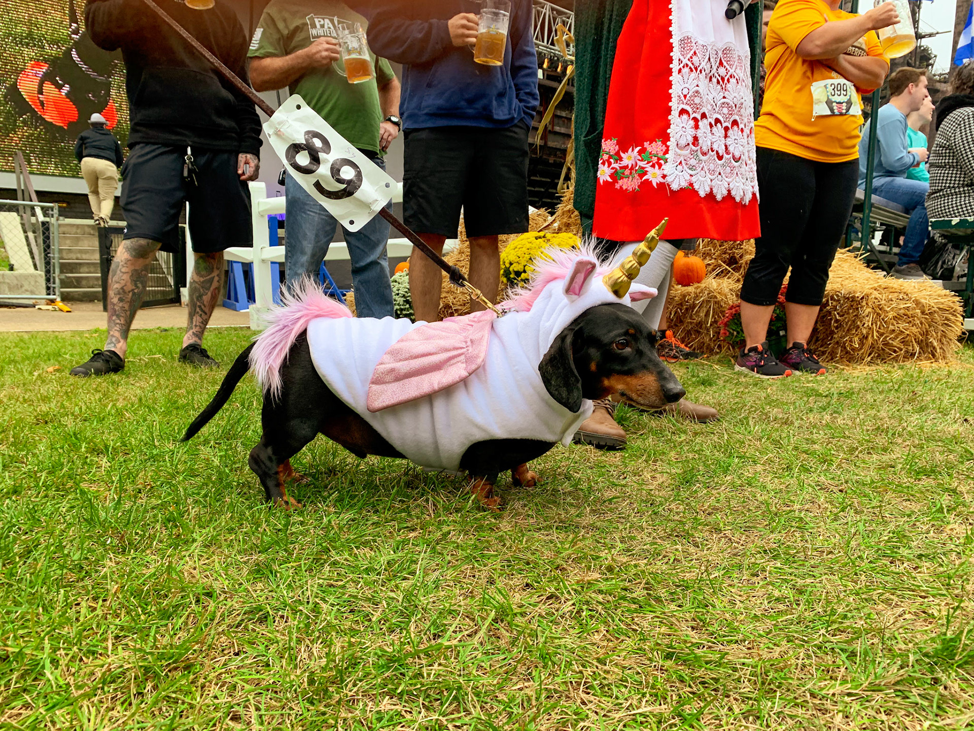 Oktoberfest - Wiener Dog Parade - Bethlehem PA  - October 2019