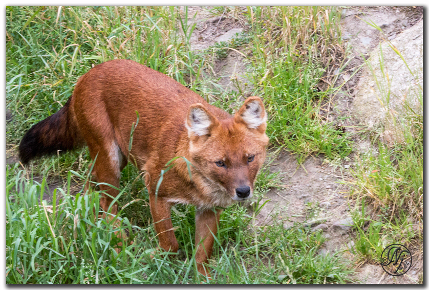 Dhole - Wikipedia