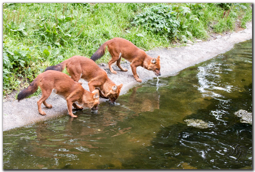 Dhole - Wikipedia